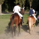 Montar a caballo y pista de equitación en Basilea, Suiza - © ride77.com / RV