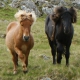 Faroe Islands Pony - © Maria Joensen - Faroe Islands - Transferred from da.wikipedia to Commons by Thomas81 using CommonsHelper., CC BY 3.0