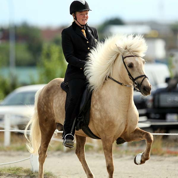 アイスランド レイキャヴィーク 乗馬 乗馬の馬小屋 乗馬アカデミー 馬の休日