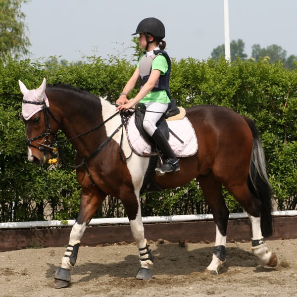 グレートブリテンおよび北アイルランド連合王国 ロンドン 乗馬 乗馬の馬小屋 乗馬アカデミー 馬の休日